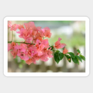 Pink Bougainvillea Sticker